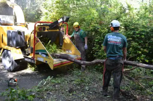 tree services Melrose Park